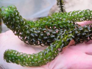 Image of Curly waterweed