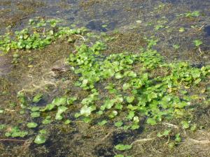 Image of Floating pennywort