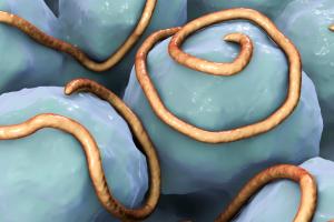 Get Rid of Hookworms: Treatments + Preventing Re-infection